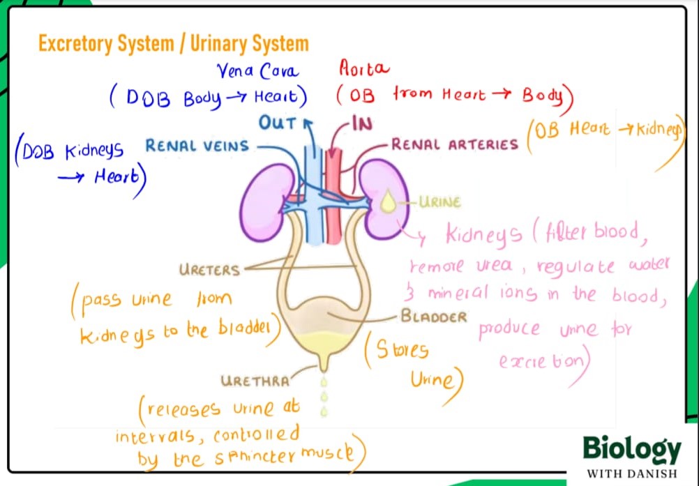 Cambridge Biology online lesson preview — IGCSE & A-Level tuition at Roots Academy