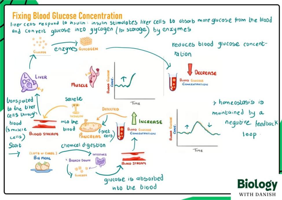 Cambridge Biology online lesson preview — IGCSE & A-Level tuition at Roots Academy